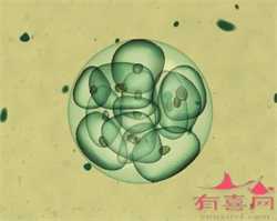 武汉代孕生殖中心谁做过，【武汉生物疫苗】补种疫苗只能选武汉生物疫苗吗如